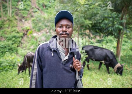 Uganda - November, 26 2016: Afrikanischer Mann mit Schnurrbart beim Herden von Kühen in der Nähe von Hügel auf dem Land Stockfoto