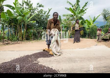 Uganda - November, 26 2016: Schwarzer Barfuß-Rüde, der Kaffeebohnen mit Stick mischt, während er auf Plantagen in der Natur arbeitet Stockfoto