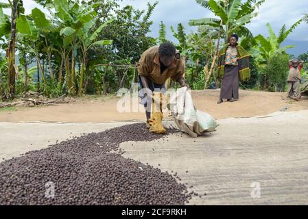 Uganda - November, 26 2016: Schwarzer Barfuß-Rüde, der Kaffeebohnen mit Stick mischt, während er auf Plantagen in der Natur arbeitet Stockfoto