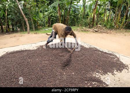 Uganda - November, 26 2016: Schwarzer Barfuß-Rüde, der Kaffeebohnen mit Stick mischt, während er auf Plantagen in der Natur arbeitet Stockfoto