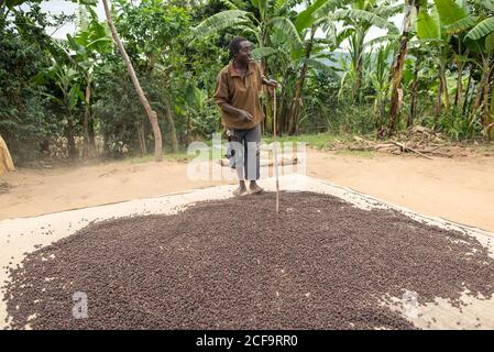 Uganda - November, 26 2016: Schwarzer Barfuß-Rüde, der Kaffeebohnen mit Stick mischt, während er auf Plantagen in der Natur arbeitet Stockfoto