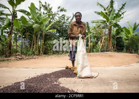 Uganda - November, 26 2016: Schwarzer Barfuß-Rüde, der Kaffeebohnen mit Stick mischt, während er auf Plantagen in der Natur arbeitet Stockfoto