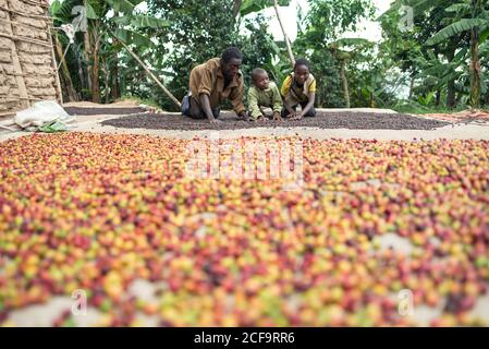 Uganda - November, 26 2016: Schwarzer Mann und Kinder verteilen Kaffeebohnen auf dem Boden, während sie auf der Plantage arbeiten Stockfoto