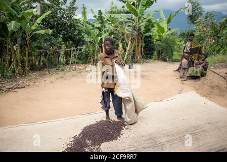 Uganda - November, 26 2016: Schwarzer Barfuß-Rüde, der Kaffeebohnen mit Stick mischt, während er auf Plantagen in der Natur arbeitet Stockfoto