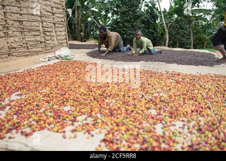 Uganda - November, 26 2016: Schwarzer Mann und Kinder verteilen Kaffeebohnen auf dem Boden, während sie auf der Plantage arbeiten Stockfoto