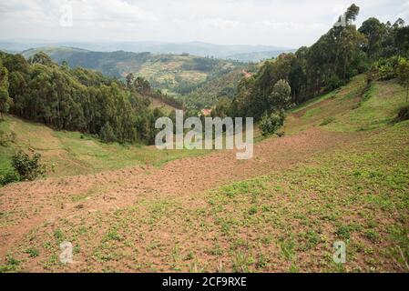 Uganda - 26. November 2016: Von oben herrliche Landschaft mit kleinen kultivierten Feldern zwischen Hügeln mit grünen üppigen Gras und dichten Wäldern Stockfoto