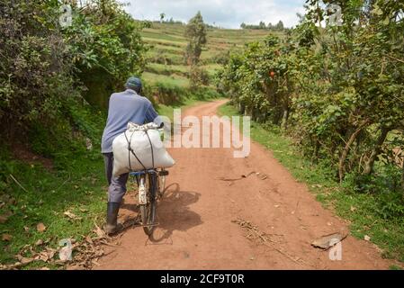 Uganda - 26. November 2016: Rückansicht eines nicht wiedererkennbaren afrikanischen Mannes in legerer Kleidung und schwarzen schmutzigen Stiefeln, der an sonnigen Tagen mit dem Fahrrad entlang der Straße mit einer schweren weißen Tasche am Kofferraum gegen eine verschwommene grüne Plantage fährt Stockfoto