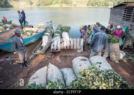 Uganda - 26. November 2016: Ein hoher Winkel von erwachsenen afrikanischen Einheimischen, die miteinander Handel treiben, während sie am Teichstrand zwischen Säcken mit frischen grünen Teeblättern auf Holzbooten und Bodenschotter auf dem ländlichen Markt stehen Stockfoto