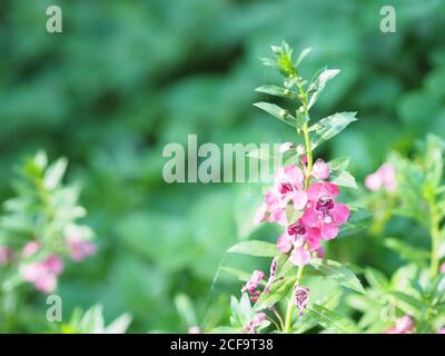 Vergiss mich nicht Angelonia goyazensis Benth, Digitalis solicariifolia Name lila Blume ist eine einzelne Blume, aber heraus zusammen nach der Stockfoto