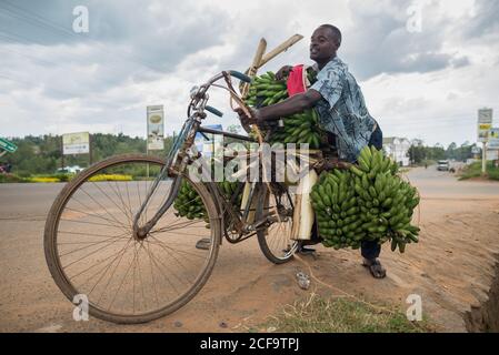 Uganda - 26. November 2016: Niedriger Winkel des entschlossenen afrikanischen Mannes in blauer Freizeitkleidung Fokussierung und Befestigung erstaunliche Anzahl von frischen Bananen auf dem Fahrrad, während am Straßenrand gegen verschwommenes Stadtbild und grauen bewölkten Himmel stehen Stockfoto