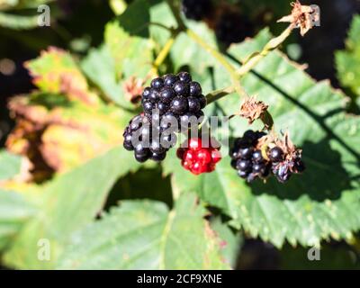 Reife Brombeeren auf Zweig Nahaufnahme beleuchtet von Sonne auf Sonniger Sommertag Stockfoto