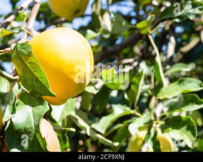 Reife gelbe Apfel auf Zweig Nahaufnahme an sonnigen Sommer Tag Stockfoto