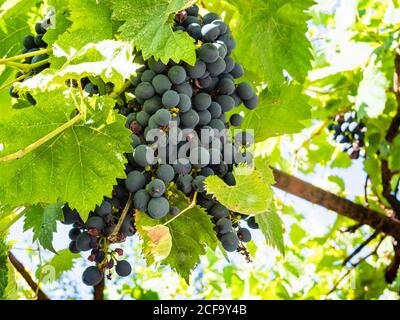 Große Trauben reifen roten Trauben im ländlichen Weinberg auf Sonniger Sommertag Stockfoto