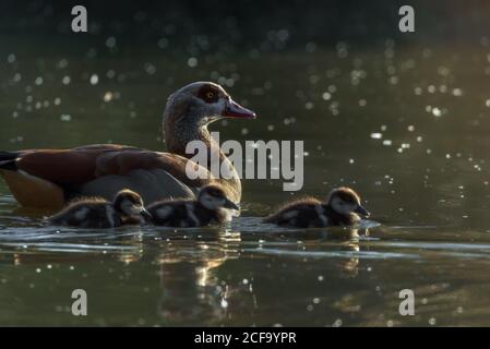 Seitenansicht der ägyptischen Gans mit kleinen Küken Teich in sonnigen Tag Stockfoto