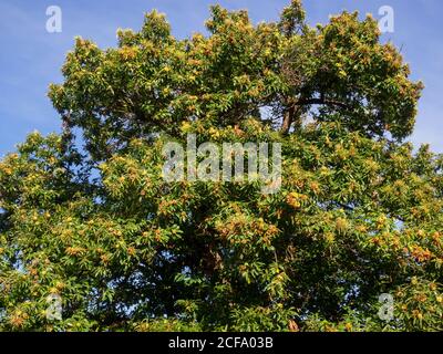 Großer Kastanienbaum in der Herbstsaison mit vielen Igeln. Landschaft an einem sonnigen Tag unter blauem Himmel Stockfoto