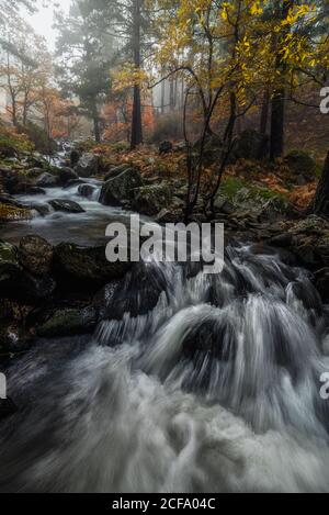 Schöne Aussicht auf Bergfluss, der durch Wald in felsigen fließt Tal an bewölktem Tag im Herbst Stockfoto