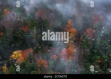 Luftlandschaft von dichtem Wald mit bunten Bäumen und Schnee Bedeckt mit Nebel am Herbsttag in der Bergregion Stockfoto