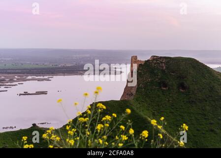 Kleine gelbe Blumen wachsen gegen grünen grasbewachsenen Hügel in friedlich Natur in der Nähe von alten Turmruinen auf einer Küste Landschaft Stockfoto