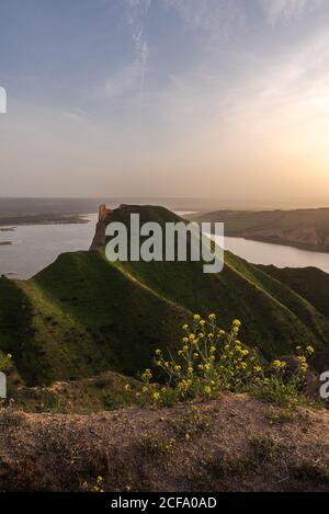 Kleine gelbe Blumen wachsen gegen grünen grasbewachsenen Hügel in friedlich Natur in der Nähe von alten Turmruinen auf einer Sonnenuntergangslandschaft mit see im Hintergrund Stockfoto
