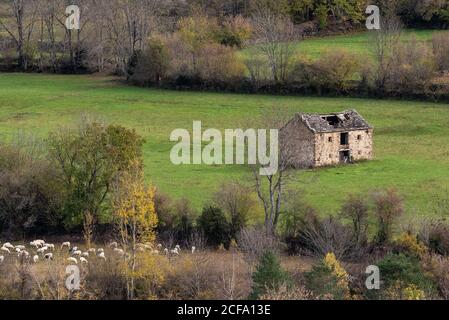 Zerstörte verlassene Hütte im grünen Feld in der Nähe von Weide mit Herde weidender Schafe am Herbsttag auf dem Land Stockfoto