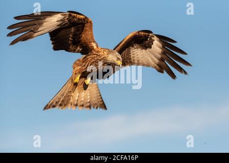 Von unten wilder Falke, der in blauem Himmel fliegt und jagt An sonnigen Tag in der Natur Stockfoto
