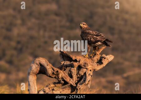 Gemeiner Bussard sitzt auf rauer Schnecke und wartet auf Beute Auf verschwommenem Hintergrund von Grasland in der Natur Stockfoto