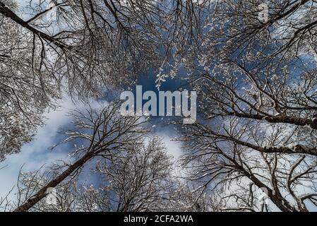 Von unten der malerische Blick auf trockene Äste bedeckt Leicht mit Schnee unter tiefblauem Himmel mit Wolken in Winterzeit Stockfoto