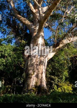 Großer Eukalyptusbaum im Alameda´ Park, Santiago de Compostela. Stockfoto