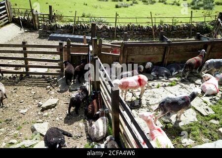 Verschiedene lokale Rassen von Schafen in Kugelschreibern auf dem Bauernhof in Loughrigg Lake District Nationalpark cumbria england großbritannien Stockfoto