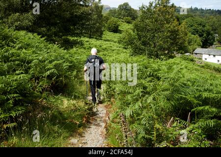 Älterer älterer Mann, der auf einem Fußweg durch hohe Farne läuft Loughrigg Lake District Nationalpark cumbria england großbritannien Stockfoto