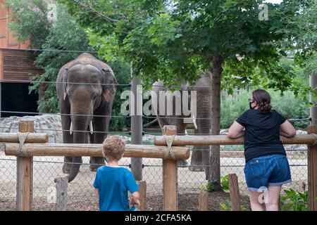 Denver, Colorado - zwei asiatische Elefanten (Elephas maximus) und zwei Besucher sehen sich im Denver Zoo an. Stockfoto