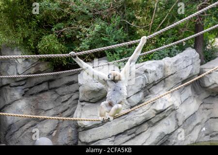 Denver, Colorado - EIN Northern White-Cheeked Gibbon (Nomascus leucogenys) im Denver Zoo. Stockfoto