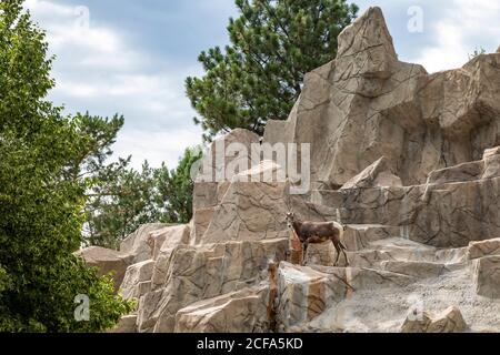 Denver, Colorado - EIN Rocky Mountain Bighorn Schaf (Ovis canadensis) im Denver Zoo. Die Dickhornschafe ist Colorado State Tier. Stockfoto