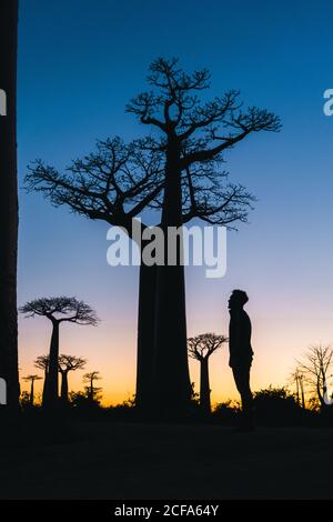 Von unten Seitenansicht des schönen Vergleichs von menschlichem und Riesige Baobab Höhe auf verschwommenem Hintergrund vibrierenden Himmel während des Sonnenuntergangs An der Avenue von Baobabs in der Menabe Region von westlichem Madagaskar Stockfoto