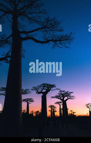 Atemberaubende Aussicht auf den Himmel mit lebendigen Übergang zwischen riesigen Baum In der Alley von Baobabs in der Menabe Region im Westen Madagaskars Bei Sonnenaufgang Stockfoto
