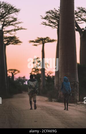 Madagaskar - 6. JULI 2019: Von hinten schwarze Menschen in exotischen Kleidern schlendern auf staubiger Straße durch hohe Baobab Bäume bei farbenfrohem Sonnenuntergang Stockfoto