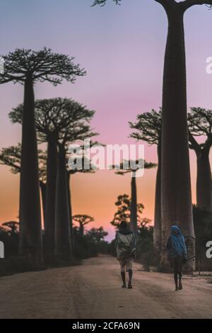 Madagaskar - 6. JULI 2019: Von hinten schwarze Menschen in exotischen Kleidern schlendern auf staubiger Straße durch hohe Baobab Bäume bei farbenfrohem Sonnenuntergang Stockfoto