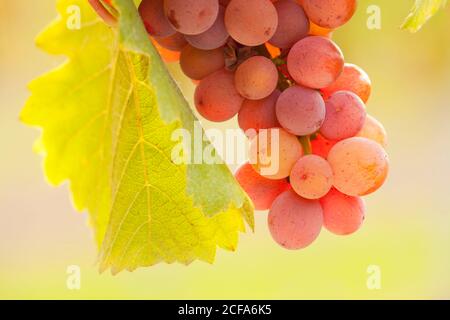 Extreme Nahaufnahme eines Traubenstrauens - Gewürztraminer - An einem sonnigen Morgen - selektiver Fokus Stockfoto