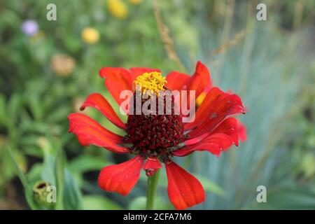 Leuchtend rote Blume von Major, mit einem kurzen dreieckigen roten Blütenblättern Bokeh auf grünem Hintergrund mit Kopierraum Stockfoto