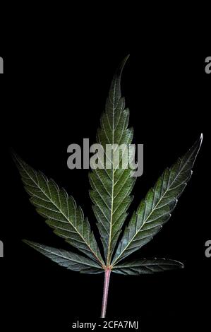 Nahaufnahme einer Marihuanapflanze, die Blätter und Knospen zeigt. Foto aufgenommen in einem Studio mit schöner Beleuchtung auf schwarzem Hintergrund. Stockfoto