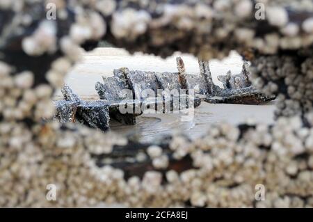 Verfallendes, rostetes Schiff zerstörte den Rumpf eines Teils, der auf einem australischen Strand begraben wurde. Stockfoto