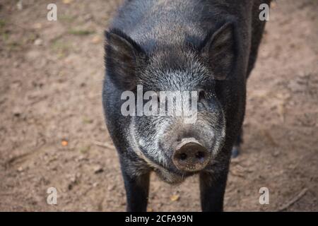 Porträt von männlichen Wildschwein Blick auf die Kamera. Stockfoto