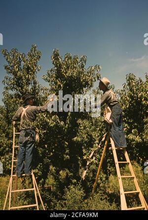 Kommissionierer in einem Pfirsich-Obstgarten, Delta County, Colorado Stockfoto