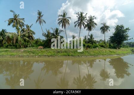 Schöne Aufnahme von Palmen in der Nähe eines Sees Stockfoto