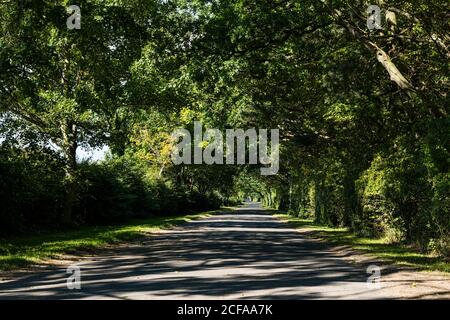 Übersäte Bäume säumen leere Landstraße mit strahlendem Sonnenlicht, East Lothian, Schottland, Großbritannien Stockfoto