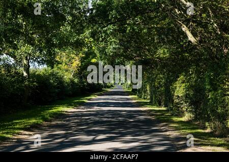 Übersäte Bäume säumen leere Landstraße mit strahlendem Sonnenlicht, East Lothian, Schottland, Großbritannien Stockfoto