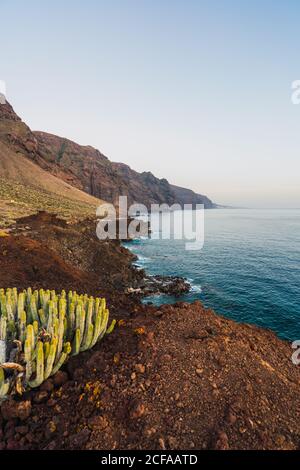 Nahaufnahme wild blühender Kaktus, der in der Nähe des Meeres auf Teneriffa, Kanarische Inseln, Spanien wächst Stockfoto