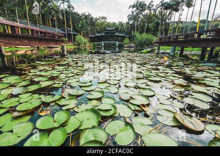 Malerische Landschaft von grünen Seerosen schwimmt auf dem Wasser des Sees in exotischen Park von Qingxiu Berg, Nanning, China Stockfoto