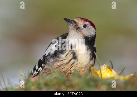 Januar 2018, 28. Ein mittelfleckig gefleckter Specht (Dendrocopos medius) Schnabel, der einen vom Baum herabgelassenen Apfel frisst. Stockfoto