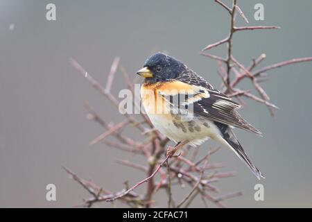 Larrabetzu, Bizkaia/Spanien; März 09, 2020. Rainny Day im Feld. Ein Brambling (Fringilla montifringilla) in einem Schwarzdorn (Prunus spinosa) gewinnt Stockfoto